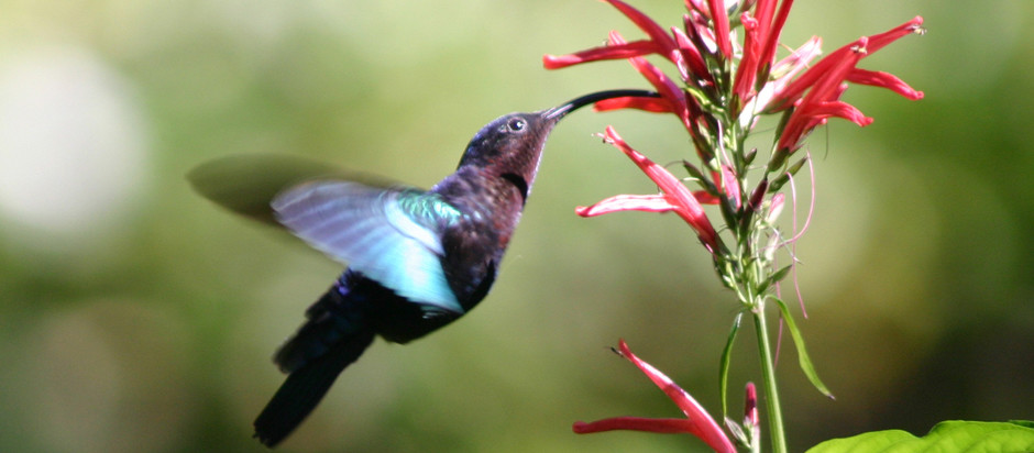 purple hummer slide